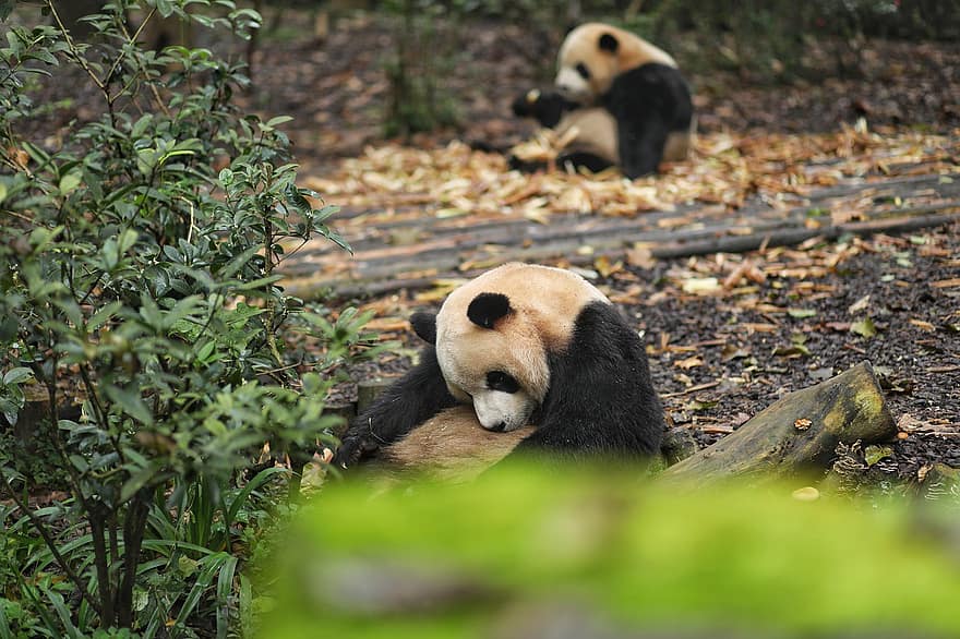 panda, dyr, dyreliv, kæmpepanda, Panda Bjørn, pattedyr, natur