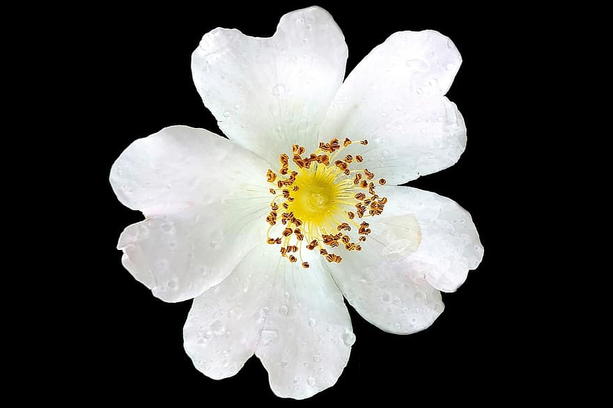 犬のバラ、花、露、濡れている、白い花、花びら、咲く、工場、露滴、雨滴