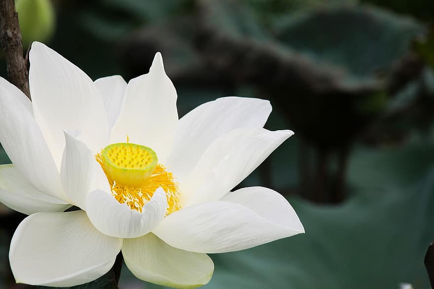 lotus, Angličtina Lotus, bílý lotos, zelená barva, čerstvý, listy