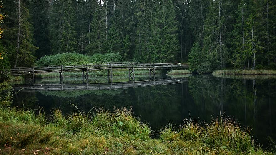 lago, natureza, ponte, floresta, agua, reflexão, arvores, Ponte de madeira, cênico