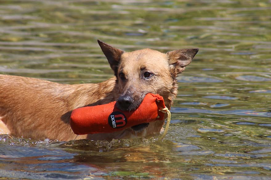 الكلب ، بحيرة جبلية ، بحيرة ، ماء ، مالي ، Malinois ، مالي مزيج ، ميشيلار ، والشسي