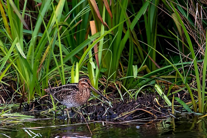 American Woodcock, Bird, Wetland, Snipe, Animal, Wildlife, Plumage, Beak, animals in the wild, feather, pond