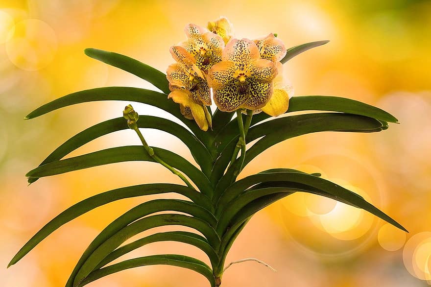 orchidee, fiori gialli, natura, pianta, foglia, avvicinamento, estate, colore verde, fiore, giallo, petalo