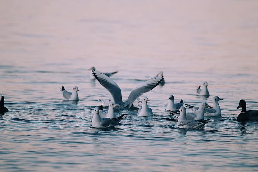 الطيور ، النوارس ، حيوان ، بحيرة ، بحيرة كونستانس ، تحلق ، غروب الشمس ، الطيور المائية
