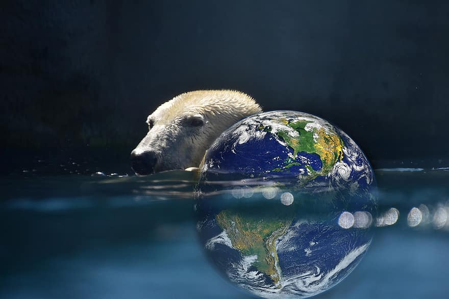 Urso polar, planeta Terra, Urso, terra, bola, espaço, globo, fantasia, universo, mundo, submerso