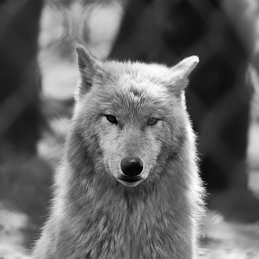 polarwolf, ulv, rovdyr, dyr verden, natur, kødædere