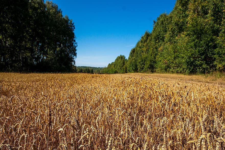 blé, des arbres, ciel, paysage, scène rurale, agriculture, ferme, été, saison, jaune, Prairie