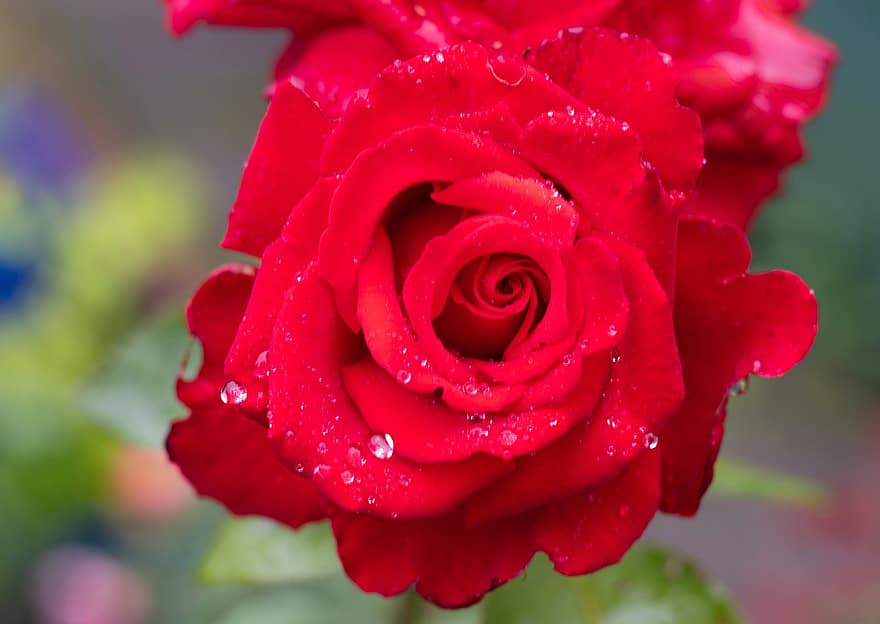 زهرة حمراء ، قطرات المطر ، زهرة ، رومانسي ، حديقة ، تقطر ، رائحة ، بتلات الورد