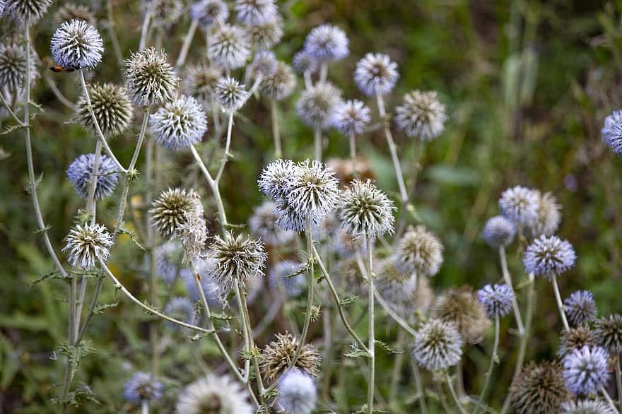 Flowers, Echínops, Asteraceae, Globe Thistles, Thorns, Bloom, Blossom, Field Of Flowers, Close Up