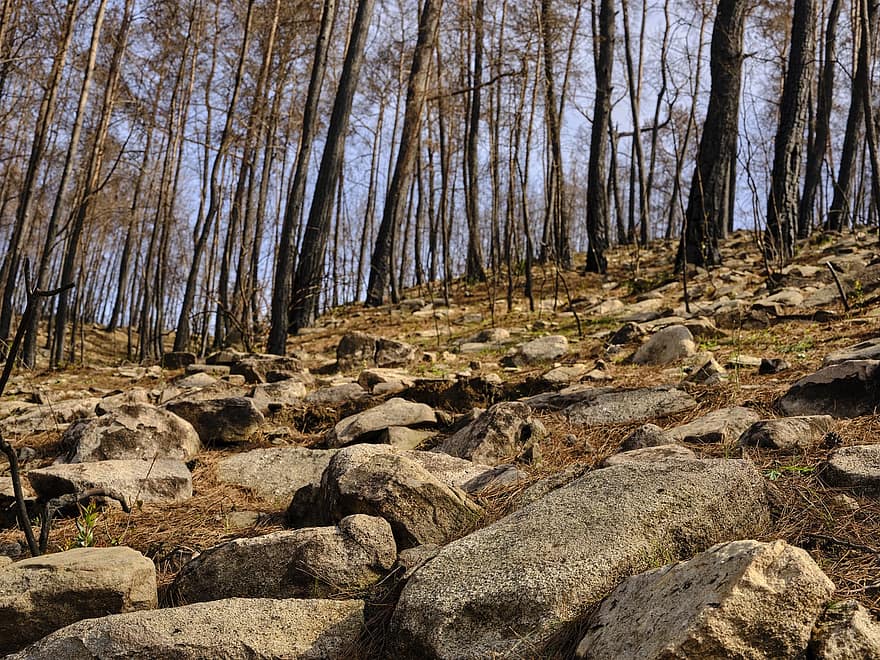 Forest, Forest Fire, Rocks, Disaster, Trees, Nature, Woods, Background, Spring, tree, landscape