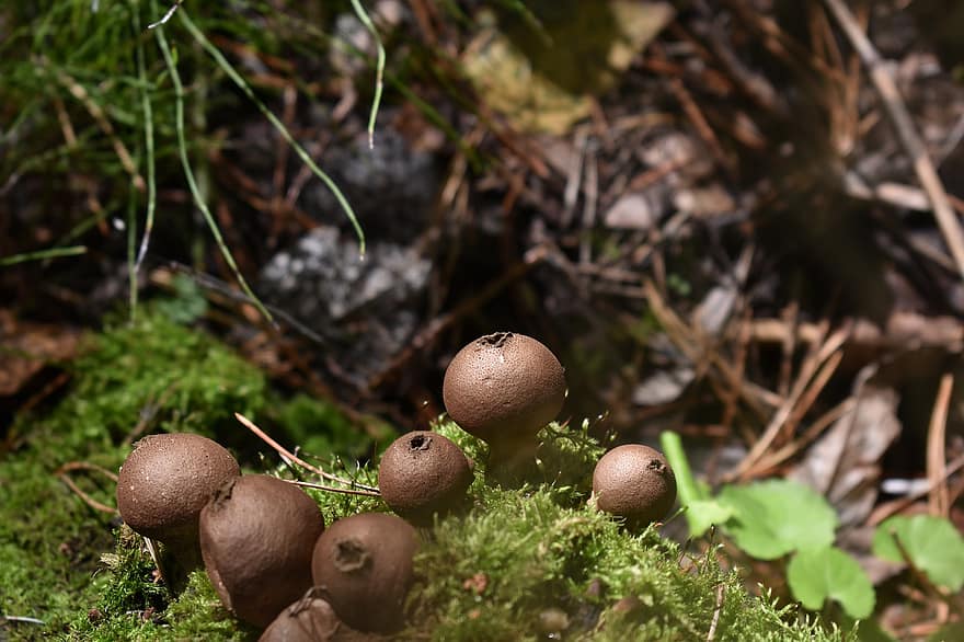 cogumelos, toadstools, fungos, musgo, natureza, floresta, região selvagem