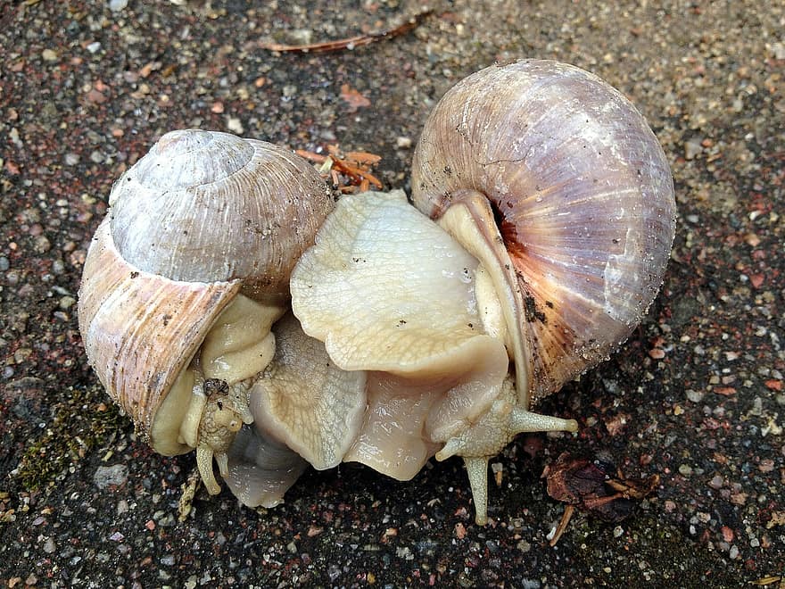 Escargots, Snails, Shell, Pairing, Nature