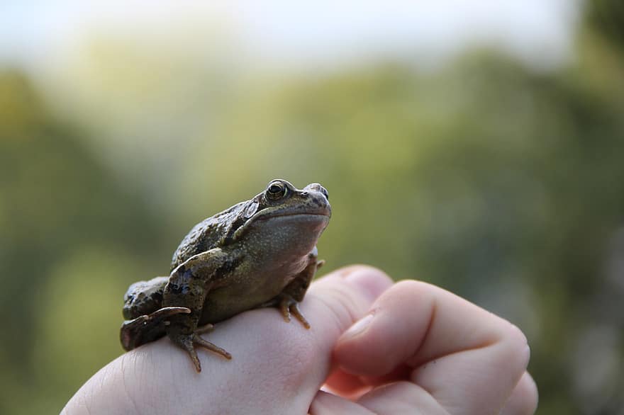 Frog, Amphibian, Animal, close-up, toad, green color, looking, animals in the wild, animal eye, human hand, small