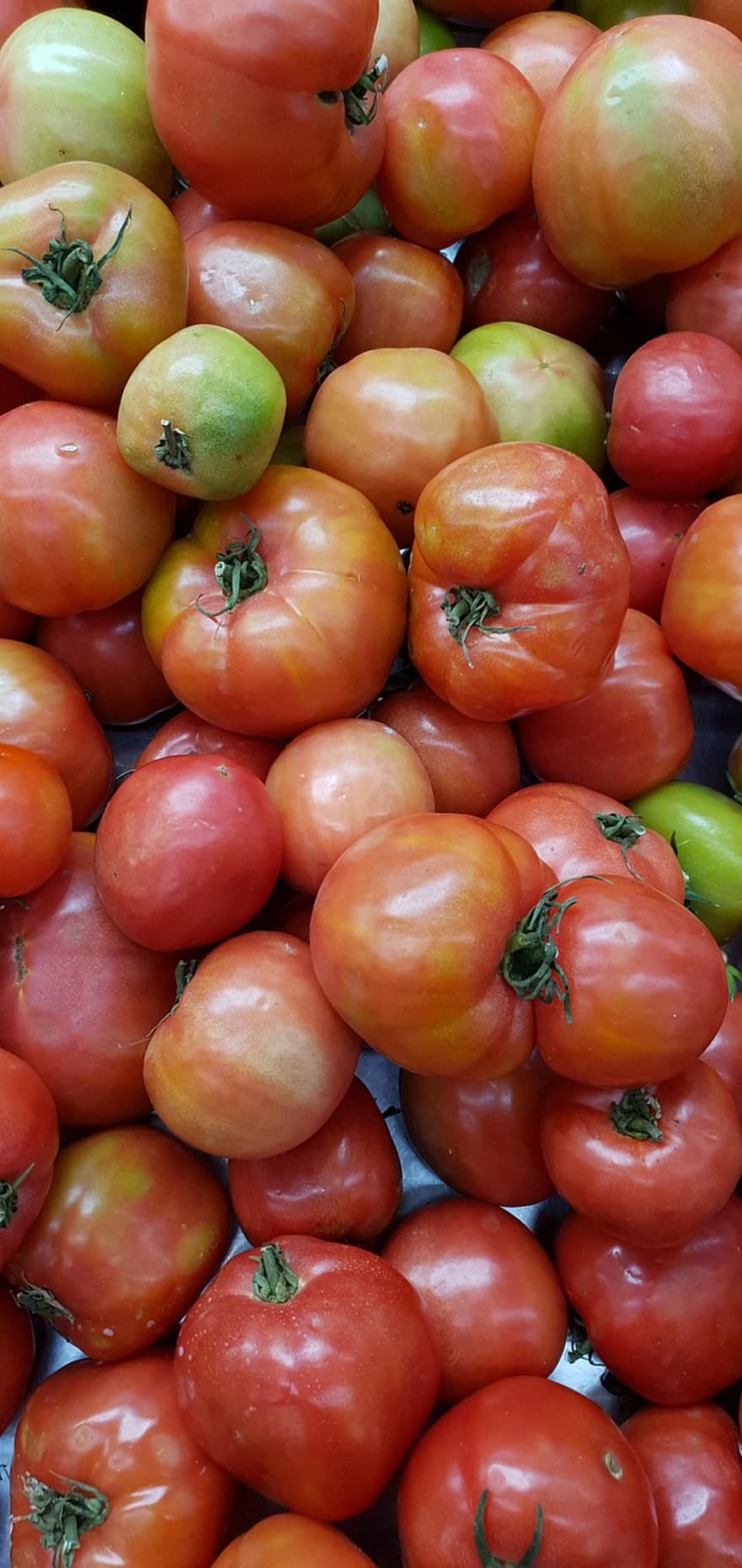 tomaten, groenten, voedsel, vers, gezond, biologisch, rijp, voeding, vitaminen, produceren