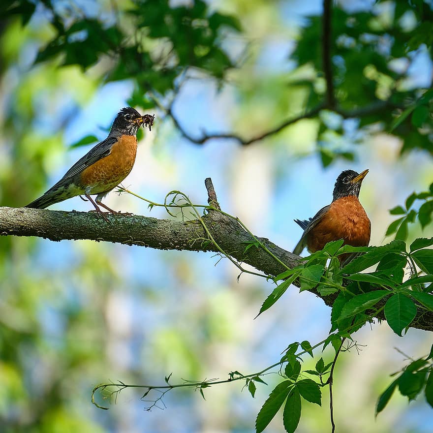 Robin Redbreast, robins, kuşlar, doğa, hayvanlar, Kuş gözlemciliği, kuşçuluk, yaban hayatı, açık havada, şube, gaga