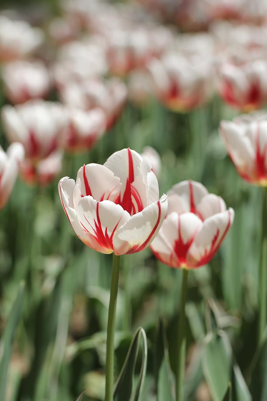 tulipes, fleurs, Tulipes panachées, jardin, printemps, tulipe, fleur, plante, été, tête de fleur, couleur verte