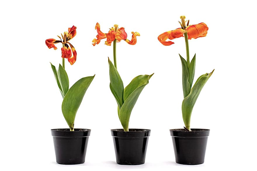 tulipano, fiori, vasi di piante, piante in vaso, piante, fiori rossi, fioritura, sbiadito, pianta, foglia, colore verde