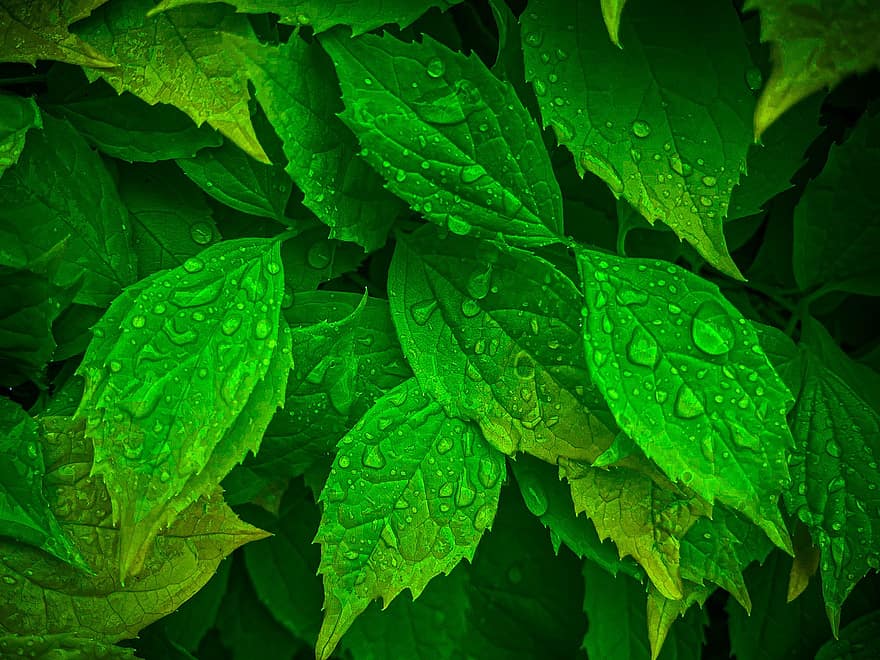 Leaves, Water Drops, Foliage, Nature, Garden, leaf, green color, plant, freshness, drop, backgrounds
