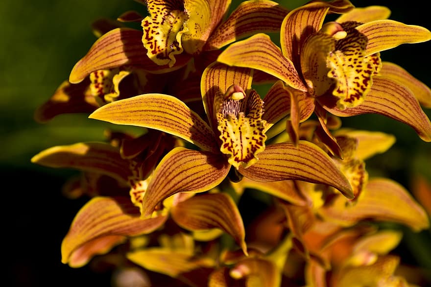 orchideeën, bloemen, fabriek, Cymbidium Orchid, gele bloemen, bloemblaadjes, bloeien, flora, tuin-, natuur