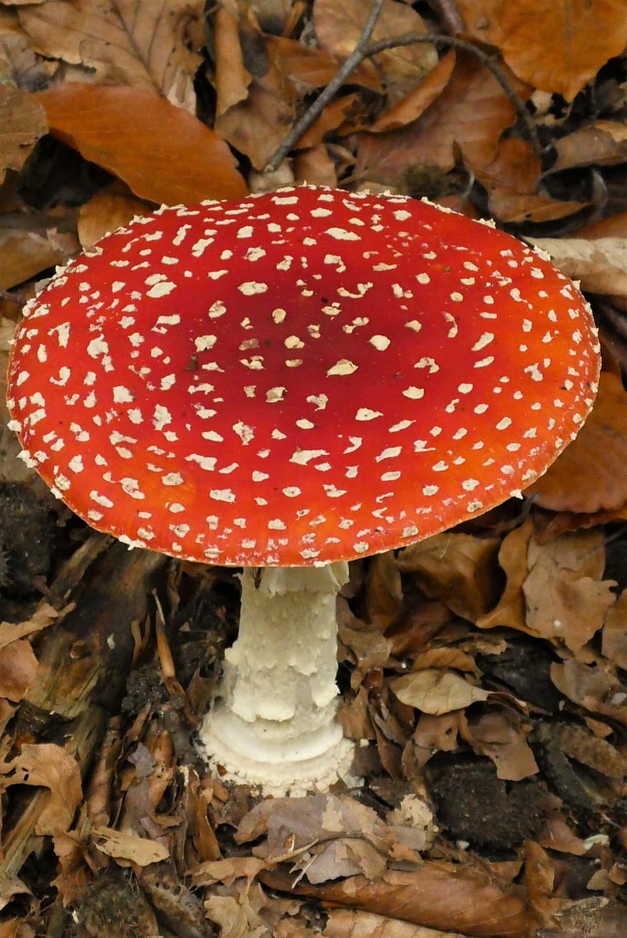 Fly Agaric, Nature, Autumn, Fungus, Mushroom, Mycology, Hat, Red With White Dots, Red And White, fly agaric mushroom, close-up