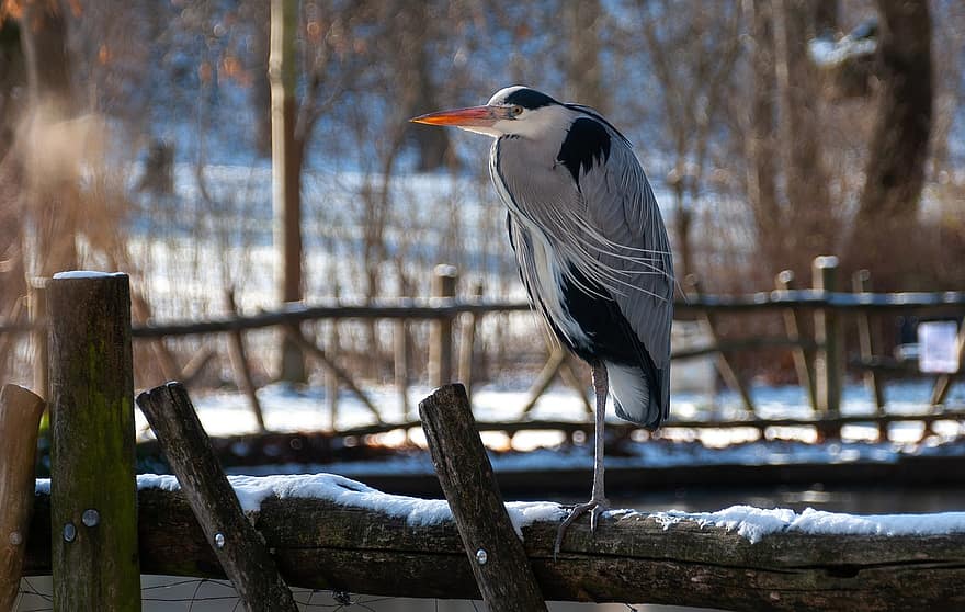 Grey Heron, Bird, Winter, Heron, Water Bird, Animal, Perched, Wood, Snow, Plumage, Beak