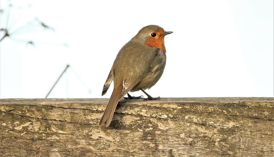 Bird, Robin, Robin Redbreast, Avian, Nature, Songbird, Wildlife, Cute, Song Bird, Animal, Feathers