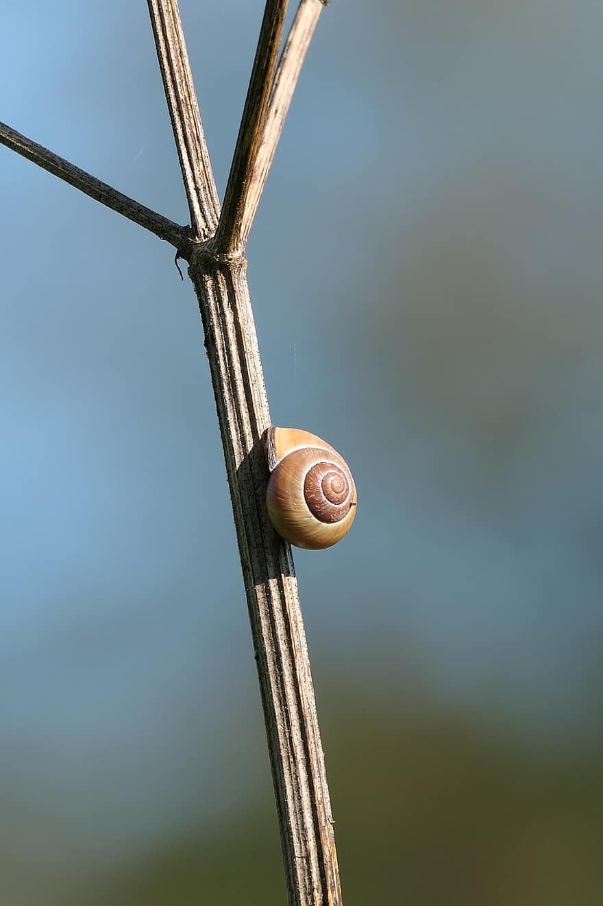 Snail, Mollusk, Nature, Creature, Species, Macro, close-up, slimy, slow, spiral, gastropod
