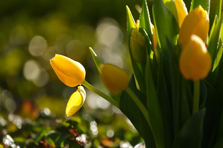 チューリップ、フラワーズ、黄色い花、花びら、黄色の花びら、春の花、咲く、花、植物