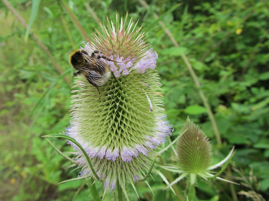humle, Bie, insekt, pollinere, pollinering, blomst, bevingede insekter, vinge, natur, Hymenoptera, entomologi