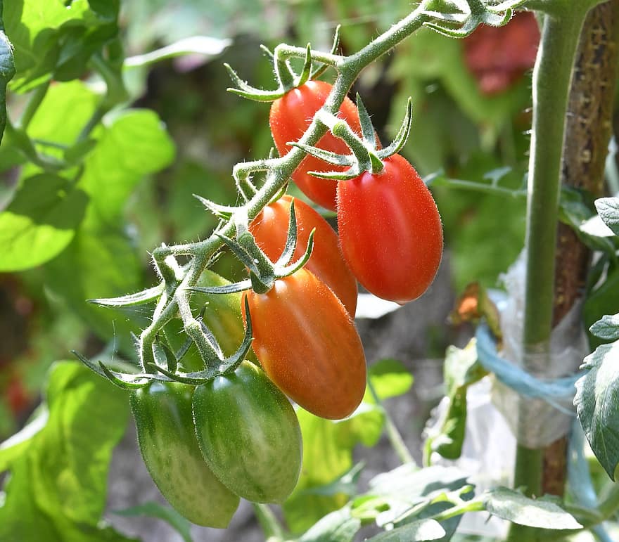 tomat, vegetarian, Sayuran, makanan, segar, sano, organik, dewasa, nutrisi, vitamin, menghasilkan