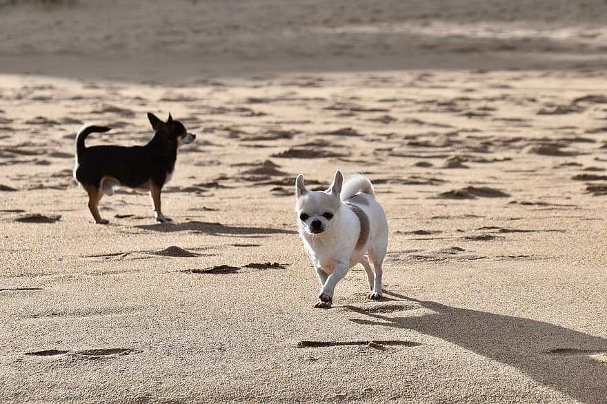 чихуахуа, собаки, песок, собачий, маленькие собаки, домашние питомцы, животные, Домашние собаки, млекопитающих, милый, пляж