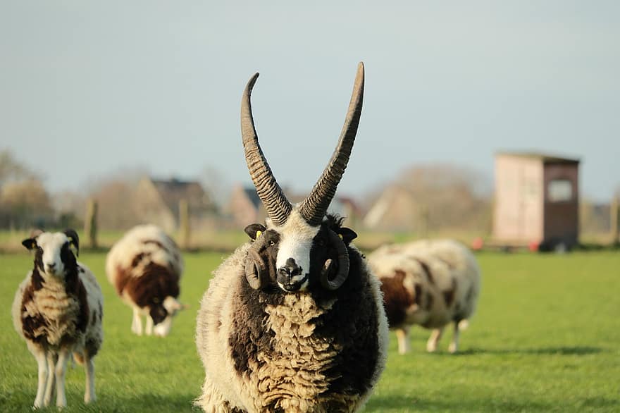 Sheep, Horns, Mammal, Wool, Agriculture, Farm, Rural, Sharp Foci, Kempen, Niederrhein, Home