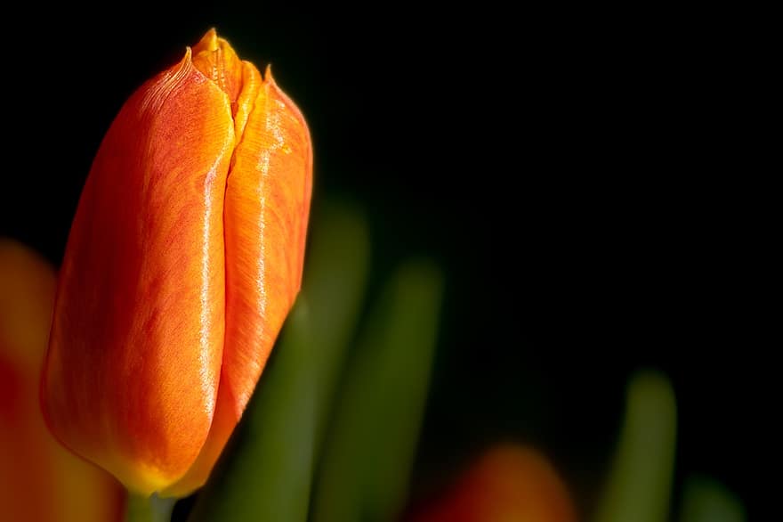 тюльпан, цветок, оранжевый цветок, лепестки, оранжевые лепестки, сад, цветение, цвести, Флора, весенний цветок, завод