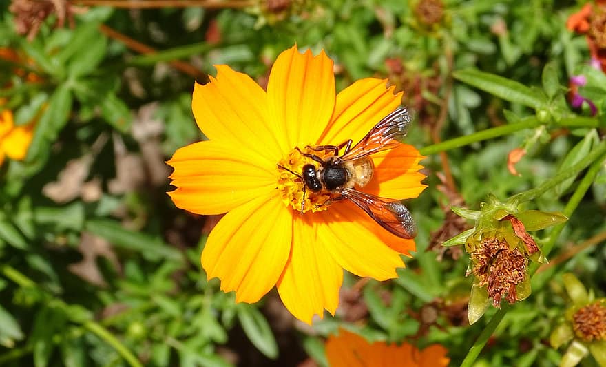 квітка, космос, помаранчевий, космос сірчаний, бджола, медоносна бджола, флора, сад, Рослина, природи, цвітіння