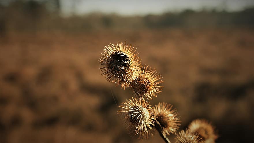 Greater Burdock, Plant, Dry, Seeds, Flowers, Prickly, Twig, Branches, Nature, Closeup, Moorland