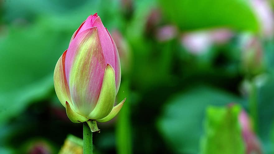 Gwangokji Göleti, lotus, Çiçek tomurcuğu, çiçek açan çiçek, suda yaşayan bitki, Gyeonggi, Siheung, Kore Cumhuriyeti, doğa, bitki, Yaprak