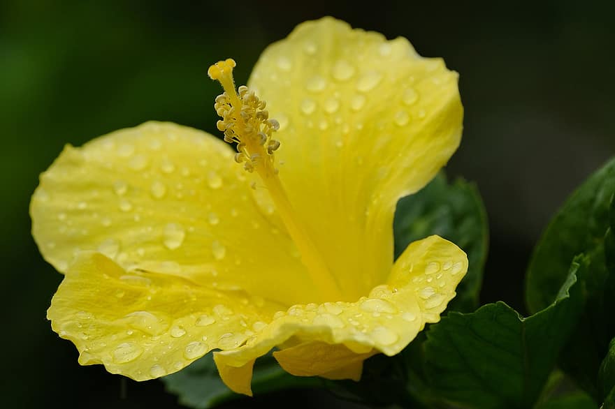 ชบา, ดอกไม้, ปลูก, ดอกไม้สีเหลือง, น้ำค้าง, เปียก, dewdrops, กลีบดอก, เกสรตัวเมียของดอกไม้, เบ่งบาน, ใบไม้