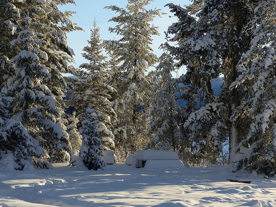 зима, дървета, природа, сняг, сезон, на открито, селски, гора, дърво, пейзаж, бор
