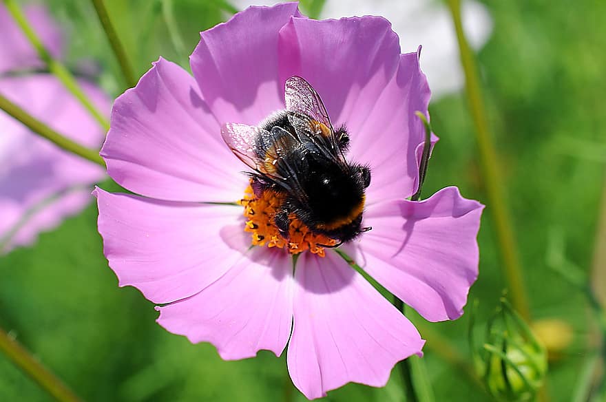 bumblebee, abelha, inseto, polinizar, polinização, flor, inseto com asas, asas, natureza, himenópteros, entomologia