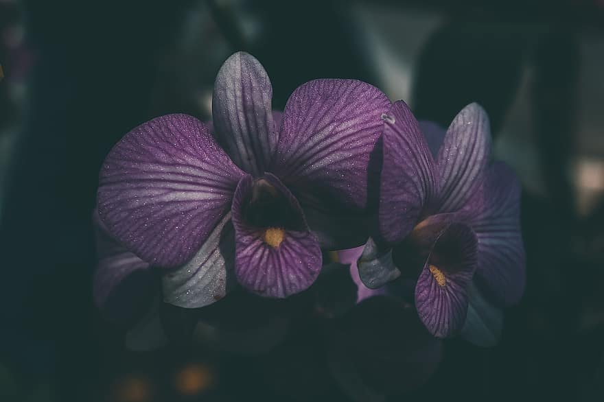 orchidées, fleurs, Fleurs pourpres, pétales violets, Floraison, fleur, flore, plante, la nature