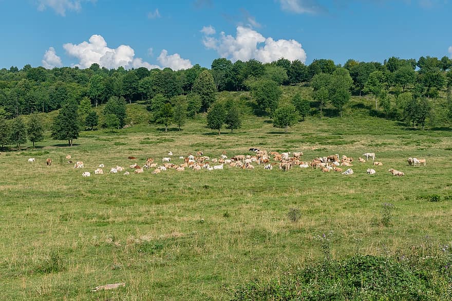 Pasture, Cows, Nature, Meadow, Grazing, Herd, Rural, Countryside, Cattle, Mammal