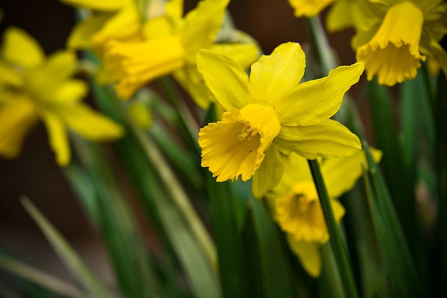 Daffodil, Flowers, Plant, Wild Daffodil, Narcissus Pseudonarcissus, Yellow Flowers, Yellow Petals, Bloom, Blossom, Spring Flowers, Bulbous Plant