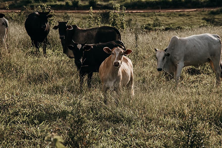 mucche, animali, pascolo, erba, bestiame, Toro, mammiferi, prato, campo, azienda agricola, campagna