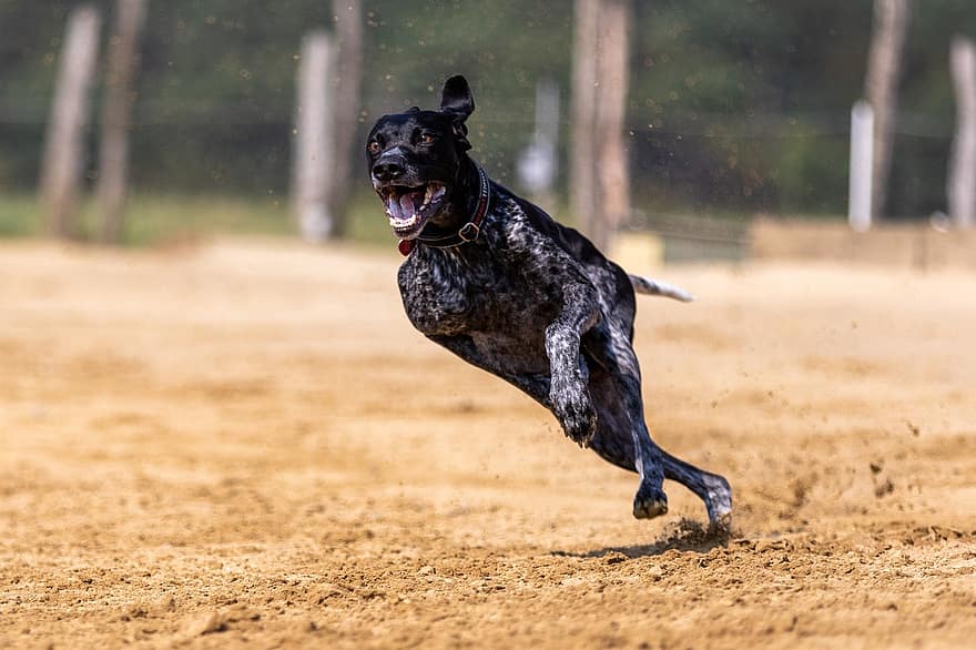 chó, đang chạy, Dog Sport, thú vật, vật nuôi, chó nhà, răng nanh