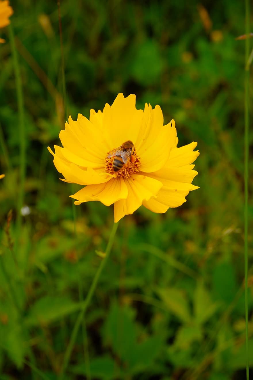 пчела, насекомо, буболечка, крила, цвете, листенца, стебло, растения, пъпки, природа, разцвет