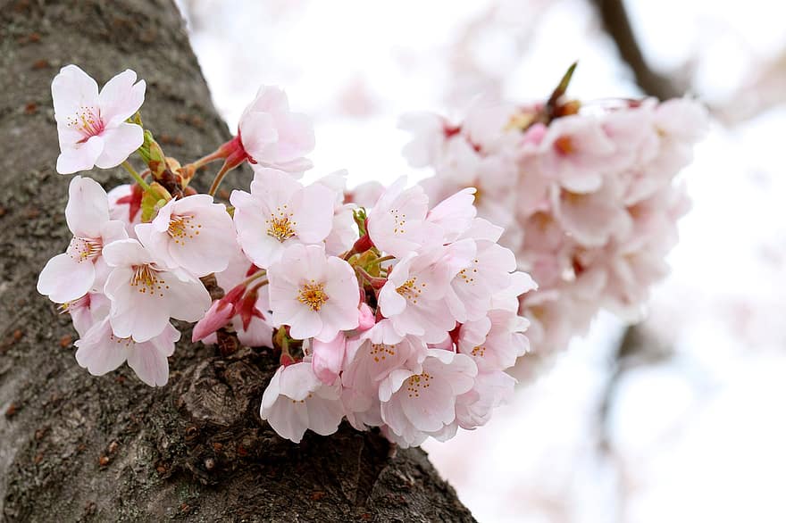 Kirschblüten, Blumen, blühen, pinke Blumen, rosa Blütenblätter, Sakura, Flora, Sakura-Baum, Frühling, Blütenblätter, Natur