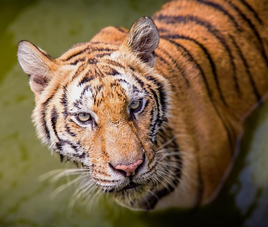 tigris, macskaféle, pofaszakáll, csíkok, vadvilág, állat, undomesticált macska, vadon élő állatok, bengáli tigris, csíkos, nagy macska