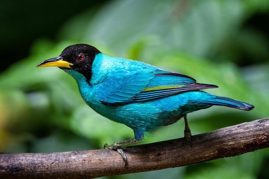 Yeşil Balarısı, kuş, doğa, küçük kuş, hayvan, tropikal kuş, yaban hayatı, yağmur ormanı, hayvan dünyası