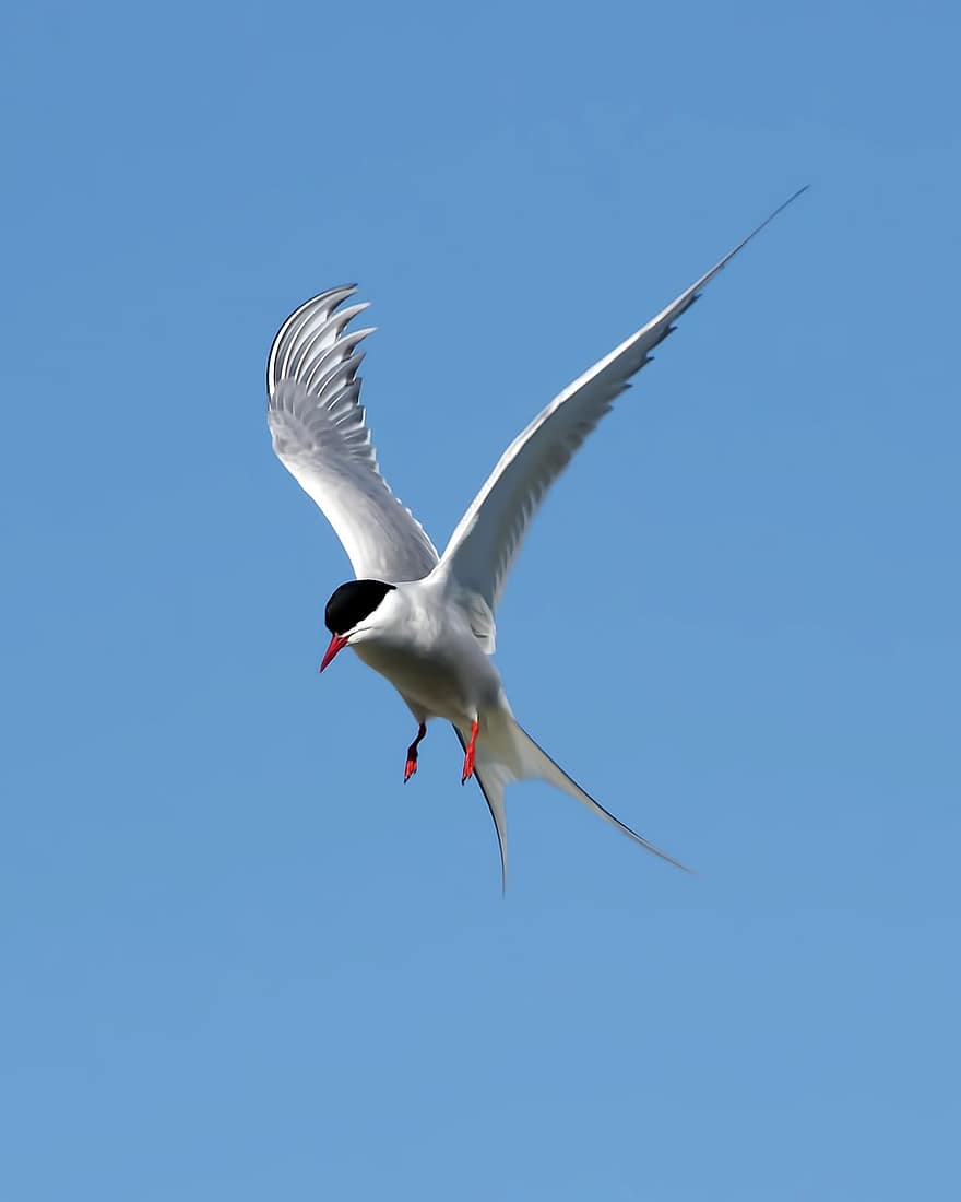 Arctic Tern, Sambro Island, Nesting, Nature