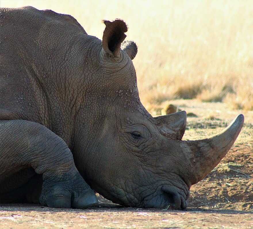 rinoceronte, cuerno, animal, mamífero, animal salvaje, salvaje, mundo animal, fotografía de vida silvestre, Pilanesberg, en peligro de extinción, naturaleza